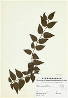 藏品(毛茉莉)的圖片